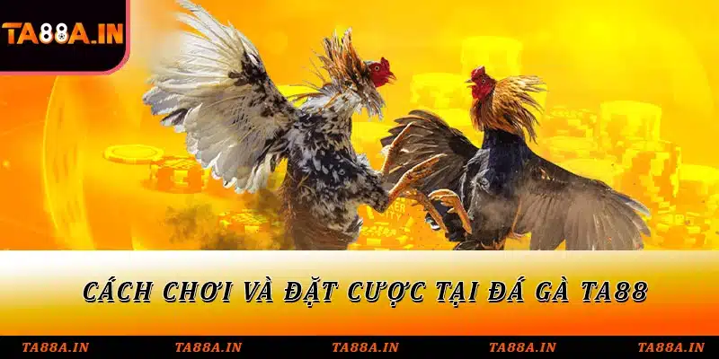 Cách chơi và đặt cược tại đá gà TA88