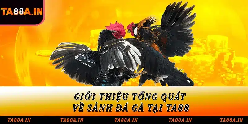 Giới thiệu tổng quát về sảnh đá gà tại TA88